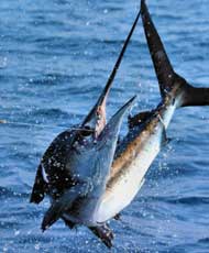 sailfish