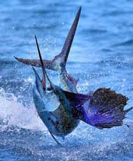 sailfish
