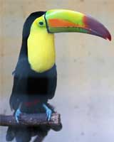 tucan